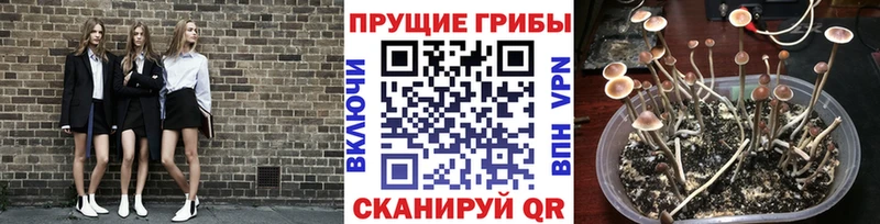 где найти   Пересвет  Галлюциногенные грибы Cubensis 